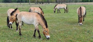 Auswilderung zweier Przewalski-Wildpferde in die Mongolei
